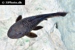 rhinelepis strigosa rhinelepis strigosa