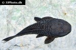 rhinelepis strigosa