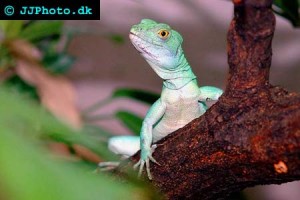 Iguanas & Basilisks