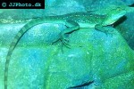basiliscus plumifrons green basilisk basiliscus plumifrons green basilisk