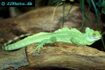 basiliscus plumifrons green basilisk basiliscus plumifrons green basilisk