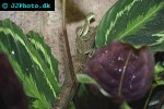 basiliscus plumifrons green basilisk basiliscus plumifrons green basilisk