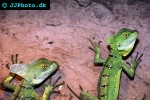 basiliscus plumifrons green basilisk basiliscus plumifrons green basilisk