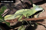 basiliscus plumifrons green basilisk basiliscus plumifrons green basilisk