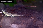 basiliscus plumifrons green basilisk basiliscus plumifrons green basilisk