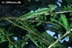 basiliscus plumifrons green basilisk basiliscus plumifrons green basilisk