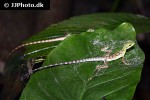 basiliscus plumifrons green basilisk basiliscus plumifrons green basilisk