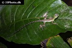 basiliscus plumifrons green basilisk basiliscus plumifrons green basilisk