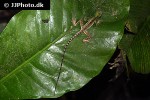 basiliscus plumifrons green basilisk basiliscus plumifrons green basilisk