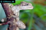 basiliscus vittatus brown basilisk basiliscus vittatus brown basilisk