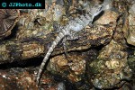 basiliscus vittatus brown basilisk basiliscus vittatus brown basilisk