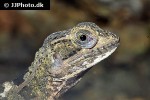 basiliscus vittatus brown basilisk basiliscus vittatus brown basilisk