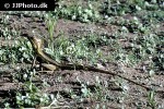 basiliscus vittatus brown basilisk basiliscus vittatus brown basilisk
