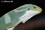 brachylophus fasciatus fiji banded iguana brachylophus fasciatus fiji banded iguana