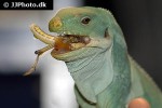 brachylophus fasciatus fiji banded iguana brachylophus fasciatus fiji banded iguana