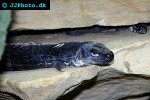 ctenosaura melanosterna honduran paleate spiny tail iguana ctenosaura melanosterna honduran paleate spiny tail iguana