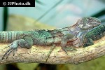ctenosaura palearis guatemalan black iguana ctenosaura palearis guatemalan black iguana