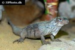 ctenosaura palearis guatemalan black iguana ctenosaura palearis guatemalan black iguana