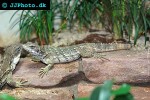ctenosaura quinquecariniata black iguana ctenosaura quinquecariniata black iguana