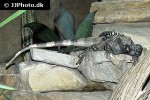 ctenosaurus similis black spiny tailed iguana ctenosaurus similis black spiny tailed iguana