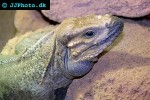 cyclura cornuta rhinoceros iguana cyclura cornuta rhinoceros iguana