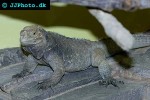 cyclura cornuta rhinoceros iguana cyclura cornuta rhinoceros iguana