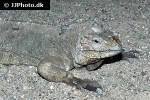 cyclura cornuta rhinoceros iguana cyclura cornuta rhinoceros iguana