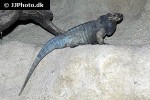 cyclura cornuta rhinoceros iguana cyclura cornuta rhinoceros iguana