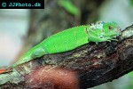 iguana iguana green iguana iguana iguana green iguana