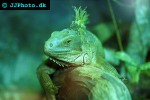 iguana iguana green iguana iguana iguana green iguana
