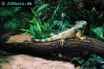 iguana iguana green iguana iguana iguana green iguana