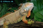 iguana iguana green iguana iguana iguana green iguana