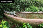 iguana iguana green iguana iguana iguana green iguana
