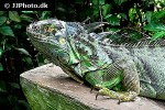 iguana iguana green iguana iguana iguana green iguana