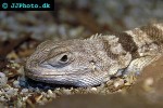 oplurus cuvieri cuvieri madagascar spiny tailed iguana oplurus cuvieri cuvieri madagascar spiny tailed iguana