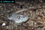 oplurus cuvieri cuvieri madagascar spiny tailed iguana oplurus cuvieri cuvieri madagascar spiny tailed iguana