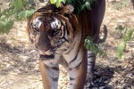 49 karnataka   bandipur