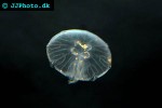 aurelia aurita moon jelly aurelia aurita moon jelly