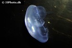 aurelia aurita moon jelly aurelia aurita moon jelly