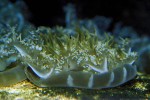 cassiopea andromeda upside down jellyfish cassiopea andromeda upside down jellyfish