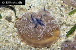cassiopea andromeda upside down jellyfish cassiopea andromeda upside down jellyfish