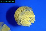 catostylus mosaicus blubber jelly catostylus mosaicus blubber jelly