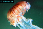 chrysaora melanaster japanese sea nettle chrysaora melanaster japanese sea nettle