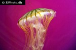 chrysaora melanaster japanese sea nettle chrysaora melanaster japanese sea nettle