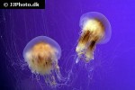 cyanea capillata lion s mane jelly cyanea capillata lion s mane jelly
