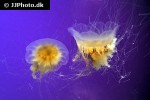cyanea capillata lion s mane jelly cyanea capillata lion s mane jelly