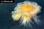 cyanea capillata lion s mane jelly cyanea capillata lion s mane jelly
