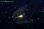 mnemiopsis leidyi american comb jelly mnemiopsis leidyi american comb jelly