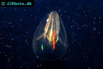 mnemiopsis leidyi american comb jelly mnemiopsis leidyi american comb jelly