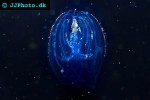 mnemiopsis leidyi american comb jelly mnemiopsis leidyi american comb jelly